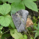 キノコあれこれ