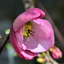 No.19 やさしく色づく春のひととき…クリスマスローズ「ストロベリームーン」の二つの表情