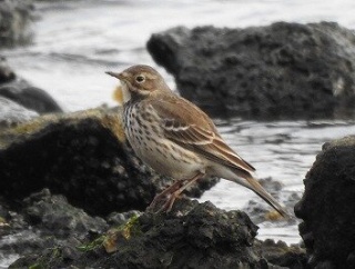 2025年12月2日の野鳥公園