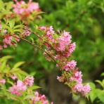 ヨウコの川歩き