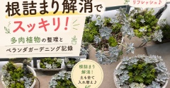 観葉植物の植え替え完了！根詰まり解消でスッキリ｜多肉植物の整理とベランダガーデニング記録