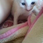 たゆたうみなも。