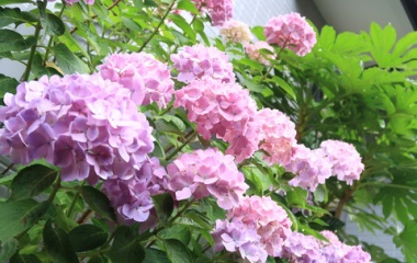 『汚庭改造計画4日目、大好きな最後のアジサイを抜いて大きなゴミバケツを設置』の画像