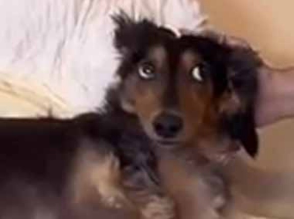 お昼寝中の赤ちゃんの隣に犬がいた。ちょっと静かにしててね → 犬、本能には逆らえません…