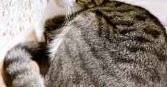 たまには借りたい猫。