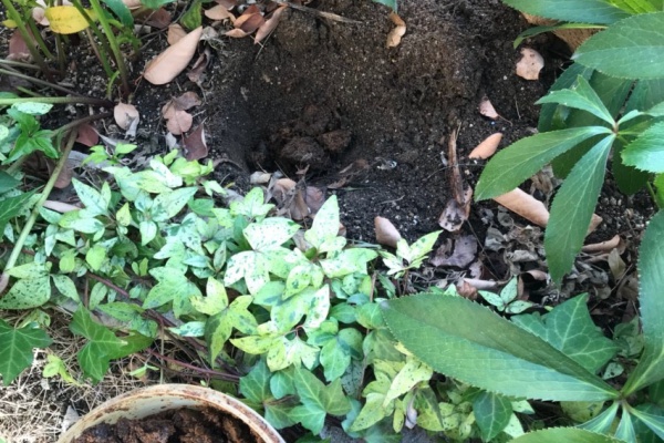 週末ガーデニング Dash庭 肥料