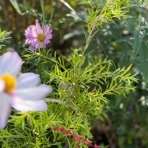 チップ・マリーへ ようこそ！