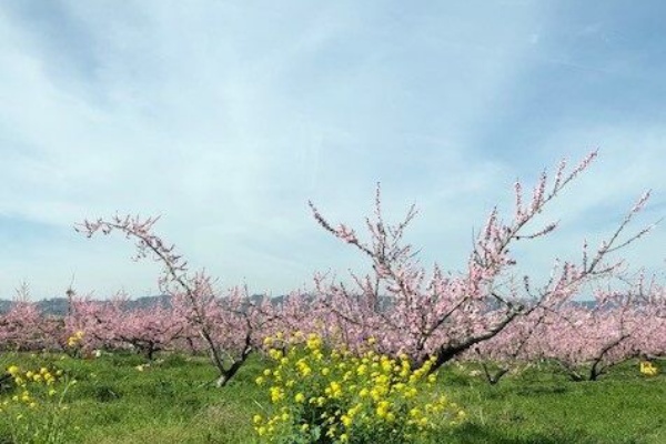 おでかけワンコだにゃ 犬連れ和歌山