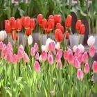 �פ�����ơ֥��������塼��å�🌷 �פȤ��䤹�ߥ��󥰡�Piano Man��