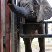 媛ちゃんの19歳のお誕生会♪　（３）