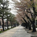 今年もお花見を