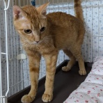 シェルターボラ日記🌸🐱