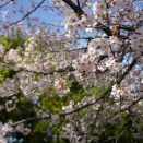 公園の桜も満開。