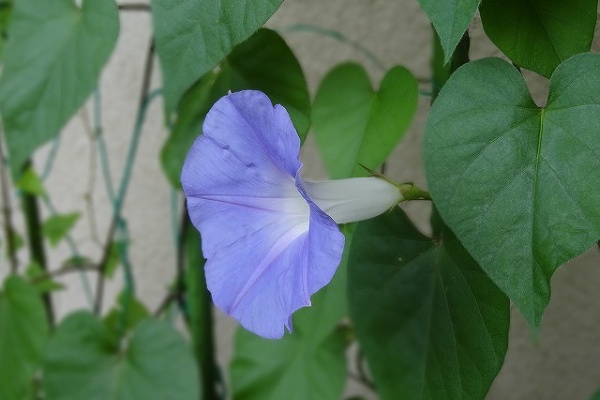 ベランダのお花達 琉球朝顔
