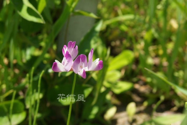 花信風 季節からのたより 歌