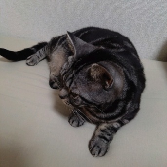 実物のﾈｺﾁｬﾝたちセカンド186