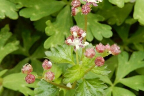 趣味の山野草 2017年01月号 趣味の山野草 園芸Collection Vol,
