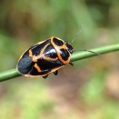 ナガメ。