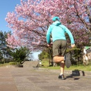 朝練ラン　まだ桜が楽しめた