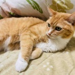 おてんば茶々姫