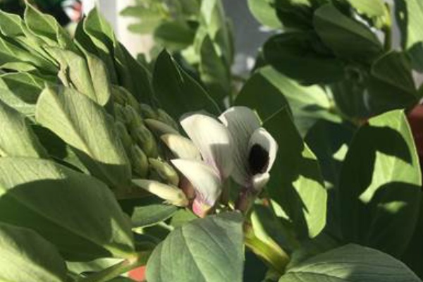 開花したソラマメ 枯れてしまったイチゴの蕾 プランター菜園をやってみよう 会社の屋上 で 収穫を目指す 会社員の熱き戦い