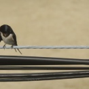 仲睦まじきかな