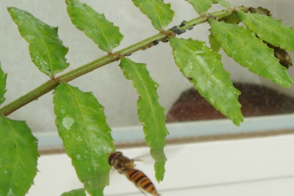 山椒にアブラムシ ヒラタアブ現る Kochan S ベランダ菜園blog マンションガーデニング 家庭菜園 仙台グルメ キャンペーン情報等