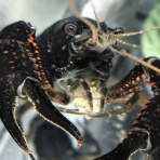 JPS　Crustaceans Style 旬の舞