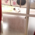 猫に小判を与えたら。 埋蔵金：千八百八拾両　もぉ～勘弁してくれぇ～。