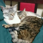 気ままな8猫日記