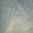 夕方の風景 田んぼのカルガモ