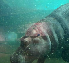 12日ぶりに復旧🚰