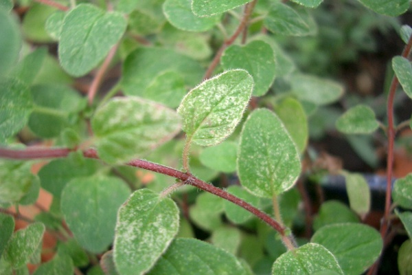 Yukiko S Short Stories ハーブ日誌