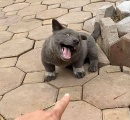 この動物の赤ちゃんは犬？猫？熊？　ベトナムの子犬が愛らしい姿でユーザーを魅惑