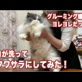 足シャワーが苦手な猫、洗われる“覚悟ができたポーズ”に「アジフライみたい」「バレリーナ」と反響
