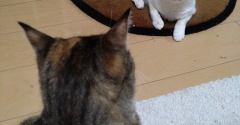 実物のﾈｺﾁｬﾝたちセカンド301