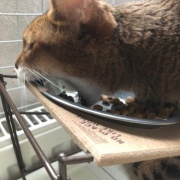 病気がちでも17歳まで生きてくれた猫の家族記念日