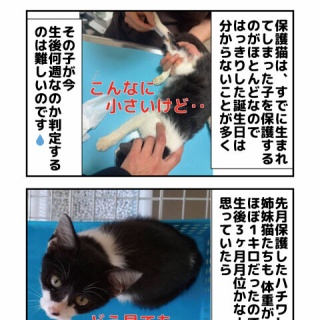 しゃーねこ家のblog