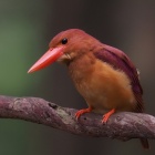 『投稿：BORG107FLによるリュウキュウアカショウビン　2022/06/29』の画像