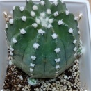 8月のサボ吉🌵