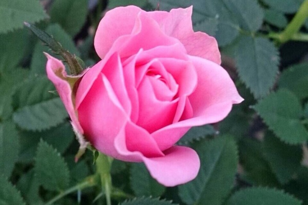 カムとキクタンの大満足時代 14年11月