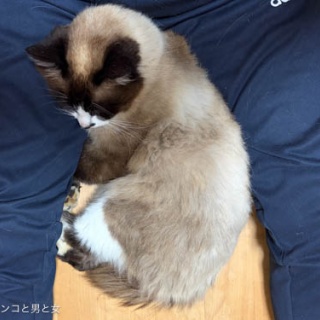 馬とニャンコと男と女