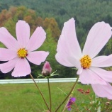 『佐藤浩先生回顧(1800回記念)(7)』の画像