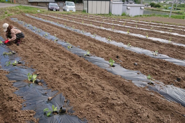 今日の畑 ヤマザキ農園 食用ほうずき