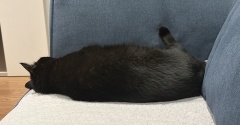 足で壁を蹴って寝る猫