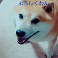 ぽちゃ柴犬ヘロご紹介