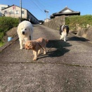 朝から快晴☀️朝んぽも気持ちいいです🌿