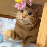 『猫たちの世界 その①』の画像