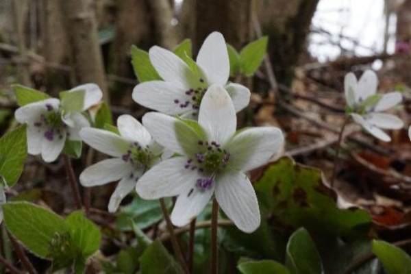 花木ガーデン ミスミソウの嵐 勝手に花言葉 徒然なるままに