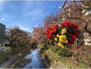 秋晴れの日に薬と韓国のイベントをはしご